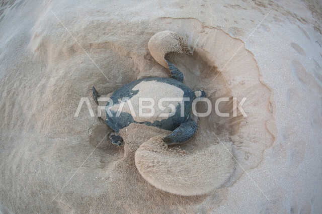 صورة لسلحفاة تحفر في رمال البحر لوضع بيضها ، اعتدال الطقس  و دفئ الشواطئ بالسلطنة ساعد على تكاثر السلاحف و تعشيشها ، هدوء و جاذبية شواطئ مدينة مسقط ، جمال الطبيعة و أمان البيئة في سلطنة عمان 