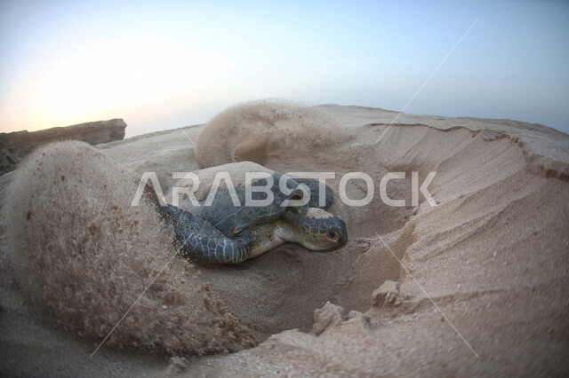 صورة لسلحفاة تحفر في رمال البحر لوضع بيضها ، اعتدال الطقس  و دفئ الشواطئ بالسلطنة ساعد على تكاثر السلاحف و تعشيشها ، هدوء و جاذبية شواطئ مدينة مسقط ، جمال الطبيعة و أمان البيئة في سلطنة عمان 
