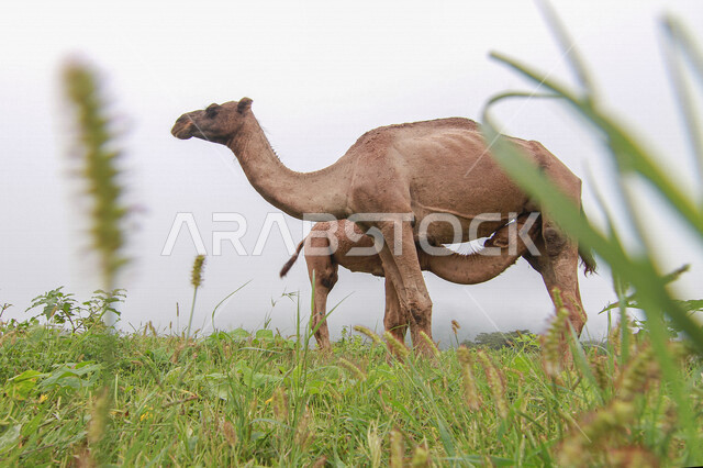 صورة لحيوان الجمل (ابل ) ترضع صغيرها في مزرعة لتربية الجمال في صلالة العمانية ، حيوان الجمل في محمية برية ، الطبيعة الخلابة في سلطنة عمان