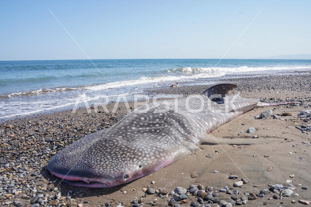 A picture of a whale shark on the Omani beaches, and it is the largest known live fish species, the beauty and splendor of the marine nature and the beaches of the Sultanate of Oman