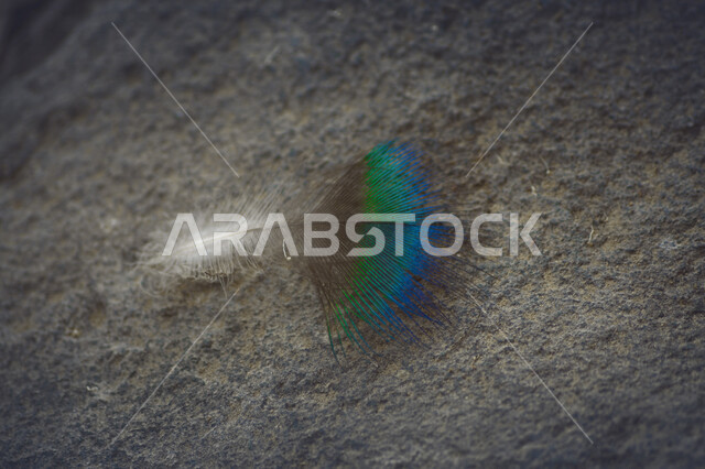 A close-up image of a colorful peacock feather, which is one of the most cheerful, colorful and beautiful birds, due to the large number of its attractive colored feathers.