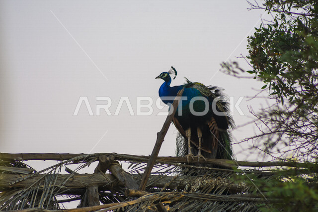 A picture of the beautiful peacock, which is one of the most cheerful, colorful and beautiful birds, due to the large number of its attractive colored feathers.