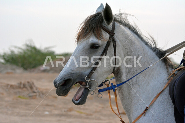  إتباع تقاليد الأجداد برعاية وتربية الجياد، توارث شغف وحب الخيل السعودي وعلاقة أبناء الوطن به، صورة مقربة لوجه حصان عربي أصيل أبيض اللون، محميات طبيعية لتربية الخيول, رمز الفروسية والشجاعة