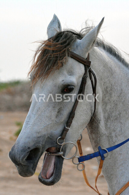 توارث شغف وحب الخيل السعودي وعلاقة أبناء الوطن به، صورة مقربة لوجه حصان عربي أصيل أبيض اللون، محميات طبيعية لتربية الخيول, رمز الفروسية والشجاعة، إتباع تقاليد الأجداد برعاية وتربية الجياد