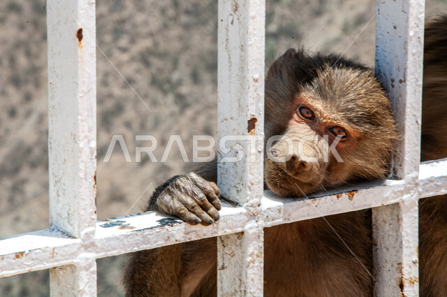 الاهتمام بتربية الحيوانات البرية, محميات طبيعية لرعاية الثدييات, الطبيعة الصخرية في المملكة العربية السعودية, قرد بابون خلف القضبان فوق القمم والمرتفعات الجبلية في مدينة الباحة في وقت النهار