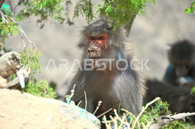 Interest in raising wild animals, nature reserves for caring for mammals, rocky nature in the Kingdom of Saudi Arabia, a baboon on the peaks and mountain heights in the city of Al-Baha during the day