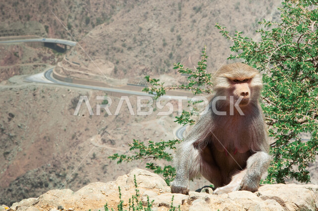 قرد بابون فوق القمم والمرتفعات الجبلية في مدينة الباحة في وقت النهار, الاهتمام بتربية الحيوانات البرية, محميات طبيعية لرعاية الثدييات, الطبيعة الصخرية في المملكة العربية السعودية