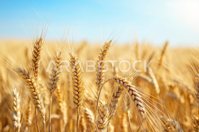 Golden ears of wheat shining in the sun, wheat fields and farms, local agricultural products and crops, Saudi Arabia landscape