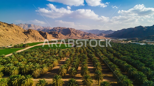 محميات طبيعية لزراعة اشجار النخيل في المملكة العربية السعودية، الواحات والمساحات الطبيعية الخضراء الواسعة، محاصيل ومنتجات زراعية محلية وطنية، الاهتمام بالزراعة والتشجير