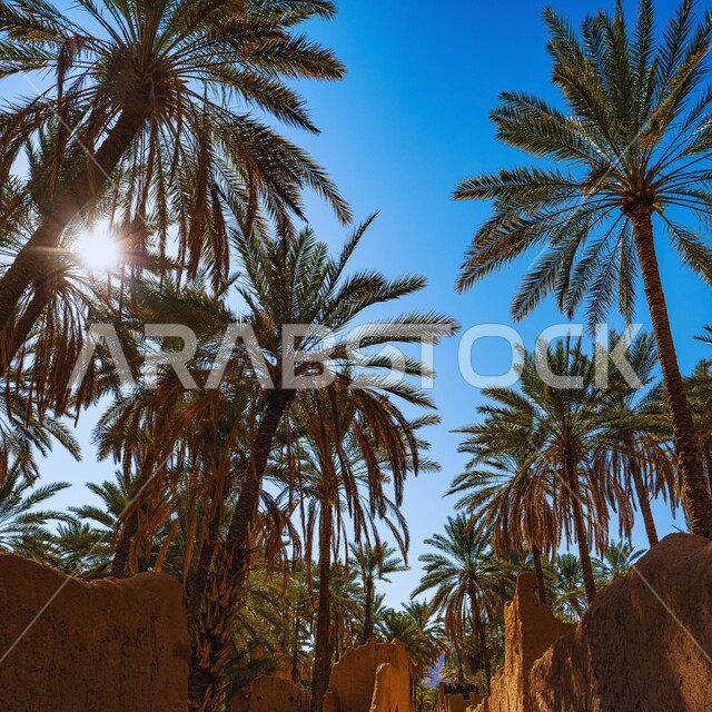 الاهتمام بزراعة اشجار النخيل في المدن السياحية، الفن الهندسي العماري لبناء المباني والبيوت الطينية على الطراز القديم، المعالم الاثرية التاريخية في المملكة العربية السعودية 