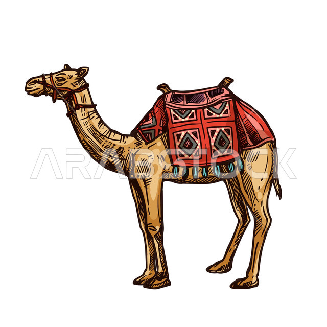 المحميات الطبيعية البرية لتربية الإبل والنوق الأصيلة، رسوم توضيحية لجمل عربي أصيل، رعاية المواشي والثدييات في مناطق البادية، حيوانات التنقل والسفر في القدم، خلفية بيضاء