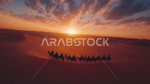 ناقة من الابل تسير على الرمال الذهبية الناعمة في الصحراء في وقت غروب الشمس، الاهتمام برعاية الحيوانات البرية في البادية، تشكل التلال والكثبان الرملية في صحاري المملكة العربية السعودية, تربية الجمال في محمية طبيعية بالمناطق الصحراوية