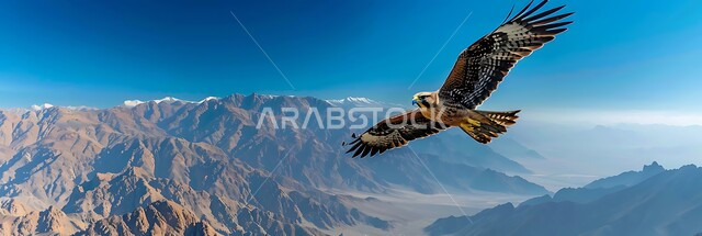 طائر الصقر يحلق في إحدى المحميات الطبيعية، رمز القوة والتحدي وحدة البصر، إقامة نادي الصقور في موسم الصيد السنوي في المملكة العربية السعودية، الفخر بالتراث السعودي العريق في تدريب وترويض الطيور الجارحة والمفترسة