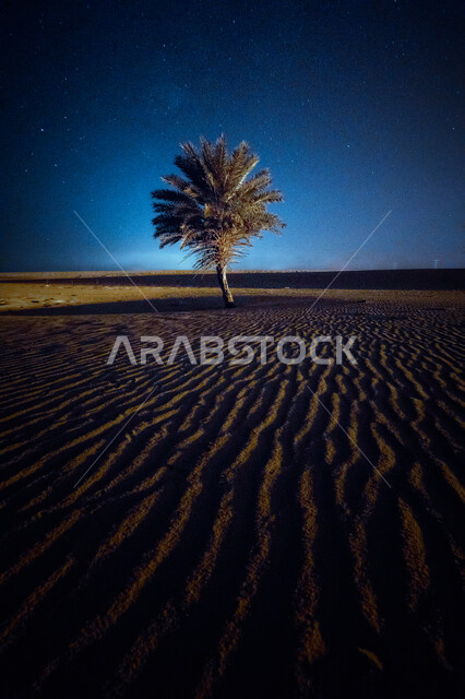 الصحراء ذات الرمال الذهبية في المملكة العربية السعودية ، شجرة النخيل في وسط الصحراء في وضع النهار، جمال الطبيعة في السعودية ، السياحة في السعودية ، صورة لصحراء قاحلة ، الكثبان الرملية