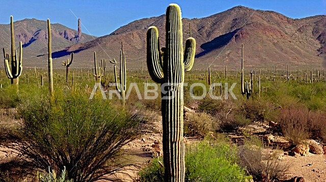 مجموعة من نبات الصبار الشوكي في المناطق الصحراوية, البيئة الجافة القاسية في الصحاري, نمو الشوكيات والأعشاب في براري المملكة العربية السعودية, النباتات الشوكية البرية في المحميات الطبيعية