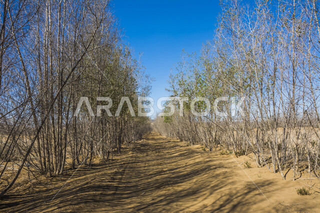 Beautiful landscapes in Saudi Arabia, large desert trees in Saudi Arabia, nature in Saudi Arabia, sandy road between nature and desert trees