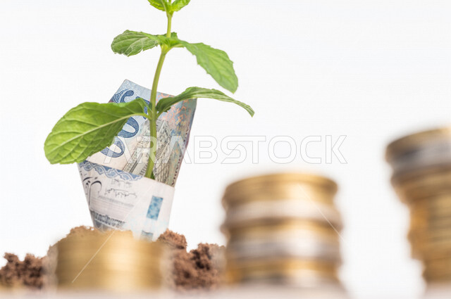 Close-up of a group of coins, a small plant in its fertile soil, growth and financial profits, banknotes of the Saudi riyal, saving and saving money, coins