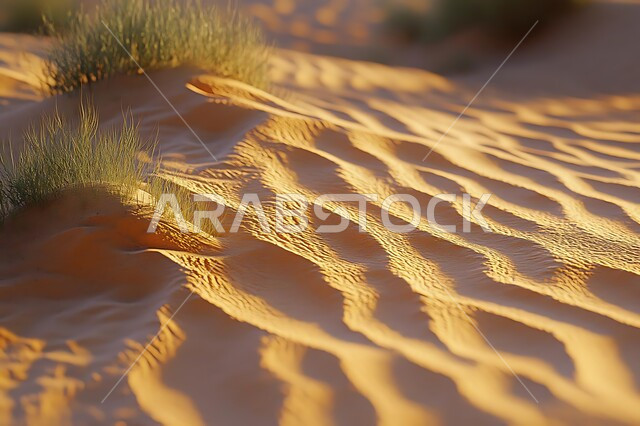 نمو النباتات الشوكية في المناطق الصحراوية, التشكيلات والكثبان الرملية الكثيفة في الصحراء, منظر الرمال الذهبية الناعمة, البيئة الجافة القاسية في صحاري المملكة العربية السعودية, الأراضي و المساحات الواسعة