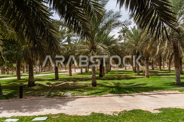 المنتزهات الترفيهية العامة، الاهتمام بزراعة النباتات وأشجار النخيل، حديقة البجيري قبل إعادة بنائها في وقت النهار، الهندسة الزراعية المتميزة في المملكة العربية السعودية، أماكن ومناطق سياحية عائلية للتنزه والترفيه والمتعة، المناظر الطبيعيه الخضراء