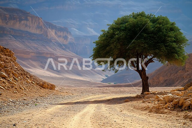 نمو الأشجار والنباتات وسط بيئة جافة، التكوينات والتشكيلات الصخرية في المناطق الصحراوية, التضاريس في القمم والمرتفعات الجبلية, منظر السماء المليئة بالغيوم والسحب البيضاء, مناطق السياحة وقضاء الوقت الممتع, أماكن الرحلات والمغامرات السياحية في الصحاري السعودية