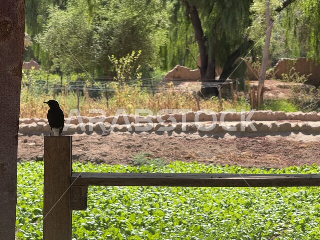 الاهتمام بزراعة الأشجار والنباتات الخضراء في المملكة العربية السعودية، طائر صغير يقف على السور الخشبي في حديقة في منطقة العلا، الاماكن السياحية الترفيهية، الأجواء الصيفية الهادئة في الطبيعة