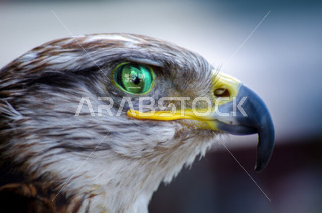 ترسيخ القيم والعادات العربية الأصيلة, صورة مقربة لطائر الصقر, فن ترويض الطيور المفترسة, التمسك بإرث الأجداد في تربية الطيور عبر الأجيال، الاهتمام بتدريب الطيور الجارحة، حدة بصر الصقور