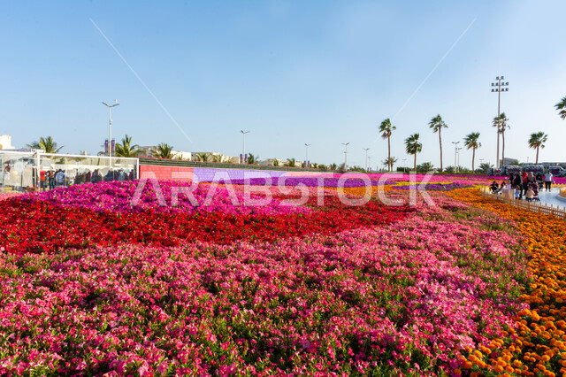 الديكورات والتصاميم في حديقة المناسبات بمدينة ينبع الصناعية, ممرات وحقول الورود البنفسجية في مهرجان الزهور، وجهه عائلية بيئية ثقافية وترفيهية، معارض ومهرجانات طبيعية سياحية في المملكة العربية السعودية