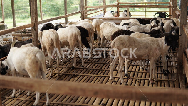 Sheep and mammals care and attention, Eid al-Adha sacrifice, natural reserves and farms for raising livestock, livestock wealth in the Kingdom of Saudi Arabia, grazing sheep and cattle, a group of goats in the barn
