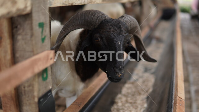 رعي الخرفان والمواشي, صورة مقربة لحيوان الماعز في الحظيرة, الاهتمام والعناية بالأغنام والثدييات, أضحية عيد الأضحي المبارك، محميات ومزارع طبيعية لتربية الماشية، الثروات الحيوانية في المملكة العربية السعودية