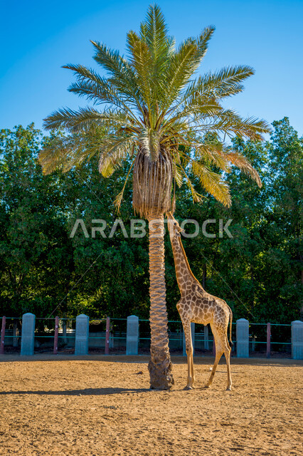 صورة لزرافة تقف بجانب شجرة النخلة ، جمال الطبيعة في السعودية ، السياحة في السعودية