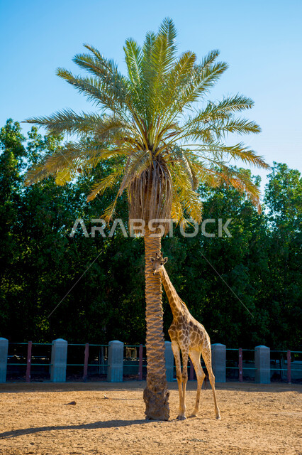 صورة لزرافة تقف بجانب شجرة النخلة ، جمال الطبيعة في السعودية ، السياحة في السعودية