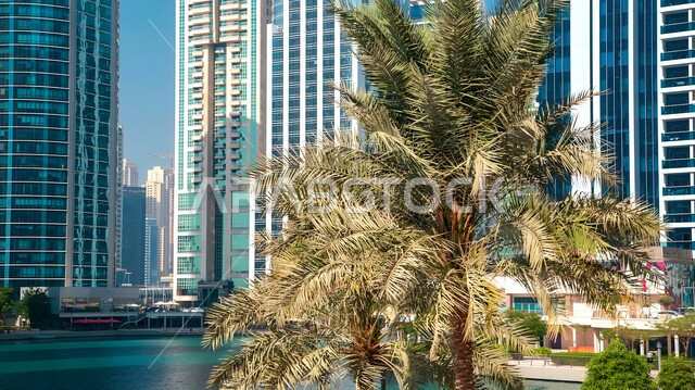 Interest In planting and caring for palm trees on the coast of the Arabian Gulf, the development and urban progress of buildings and tourist facilities in the city of Dubai, the architectural art of towers and skyscrapers in the United Arab Emirates, famous tourist places and landmarksز