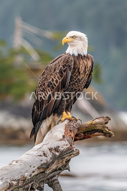 الفخر بالتراث السعودي العريق في تربية طائر المفترسة، طائر الصقر يقف على غصن شجرة في إحدى المحميات الطبيعية بالمملكة العربية السعودية، حدة البصر و رمز القوة والتحدي، تدريب وترويض الطيور الجارحة