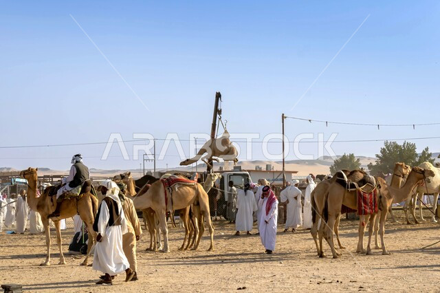 أسواق بيع الجمال والإبل العربية، مفهوم الأصالة والعراقة، الاهتمام بتربية المواشي والثدييات، مجموعة من النوق تقف على الرمال في سوق الهفوف الشعبي في النهار، اماكن ومناطق سياحية ترفيهية مشهورة في السعودية