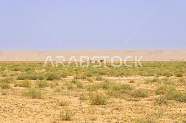 نمو النباتات والأعشاب الشوكية وسط البيئة الصحراوية، المزروعات البرية في المحميات الطبيعية، الكثبان والرمال الذهبية الناعمة في صحراء المملكة العربية السعودية، المناخ القاسي والجاف في الصحراء، خلفية الطبيعة