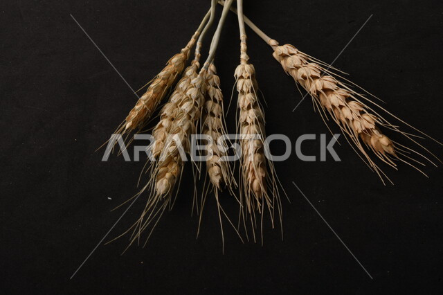 مجموعة من نباتات القمح على خلفية سوداء ، سنابل ، المحاصيل الزراعية