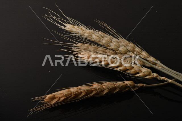 Set of wheat plants on black background, ears, agricultural crops