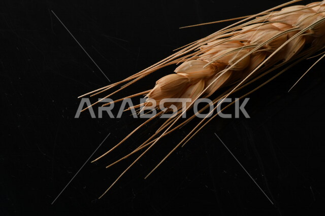 مجموعة من نباتات القمح على خلفية سوداء ، سنابل ، المحاصيل الزراعية