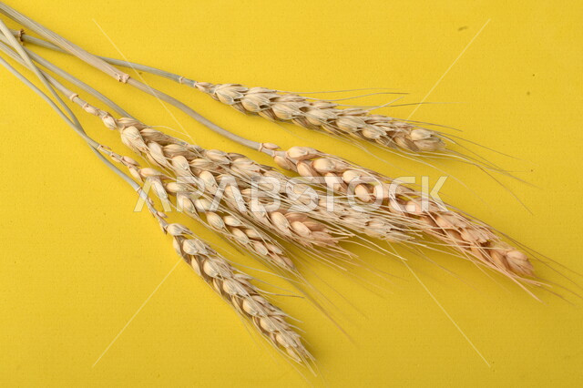 مجموعة من نباتات القمح على خلفية صفراء ، سنابل ، المحاصيل الزراعية
