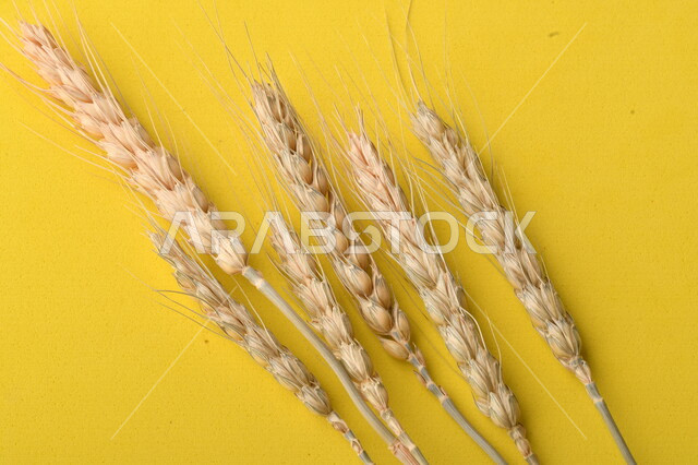 مجموعة من نباتات القمح على خلفية صفراء ، سنابل ، المحاصيل الزراعية