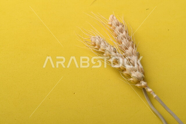 مجموعة من نباتات القمح على خلفية صفراء ، سنابل ، المحاصيل الزراعية