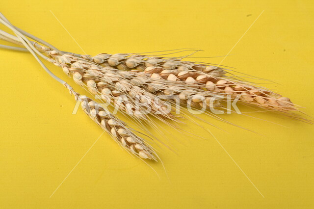 مجموعة من نباتات القمح على خلفية صفراء ، سنابل ، المحاصيل الزراعية