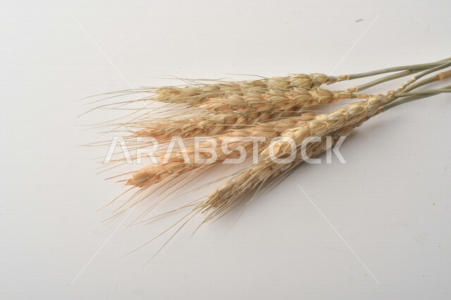 مجموعة من نباتات القمح على خلفية بيضاء ، سنابل ، المحاصيل الزراعية