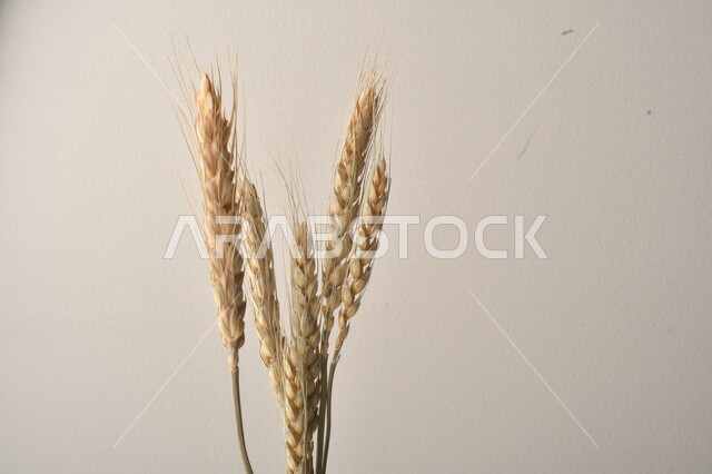 مجموعة من نباتات القمح على خلفية بيضاء ، سنابل ، المحاصيل الزراعية