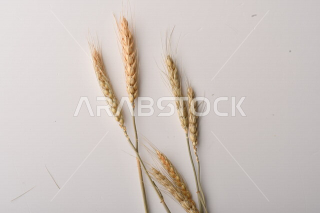 مجموعة من نباتات القمح على خلفية بيضاء ، سنابل ، المحاصيل الزراعية