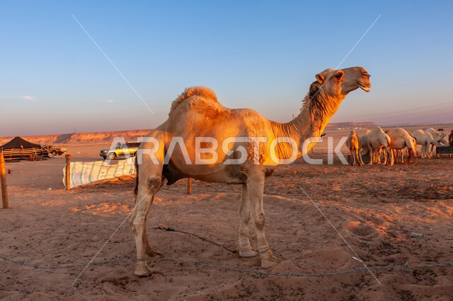 المحميات الطبيعية لرعي الجمال، الاهتمام بتربية الابل في دول الخليج العربي، ارتباط حيوان الجمل بالعراقة والأصالة، رعاية المواشي والثدييات في المملكة العربية السعودية، صورة لناقة شقراء اصيلة تمشي في وسط الصحراء