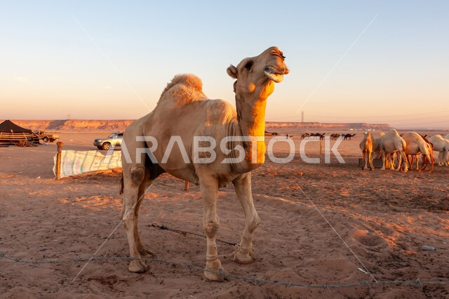 المحميات الطبيعية لرعي الجمال، الاهتمام بتربية الابل في دول الخليج العربي، ارتباط حيوان الجمل بالعراقة والأصالة، رعاية المواشي والثدييات في المملكة العربية السعودية، صورة لناقة شقراء اصيلة تمشي في وسط الصحراء