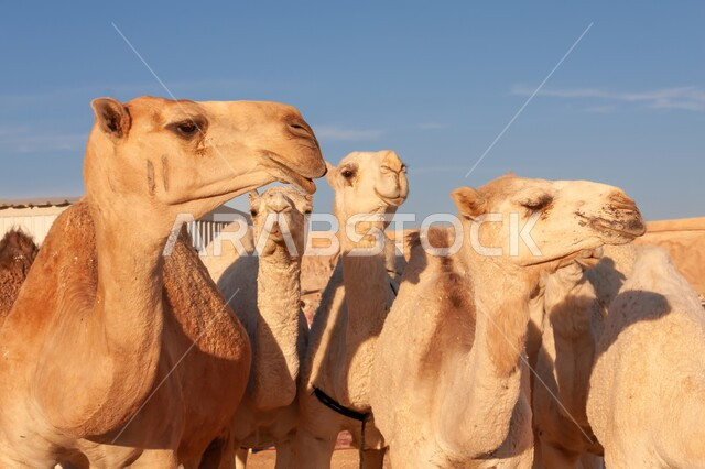 الاهتمام بتربية الابل في دول الخليج العربي، ارتباط حيوان الجمل بالعراقة والأصالة، رعاية المواشي والثدييات في المملكة العربية السعودية, المحميات الطبيعية لرعي الجمال، صورة لمجموعة نوق شقراء اصيلة تمشي في وسط الصحراء