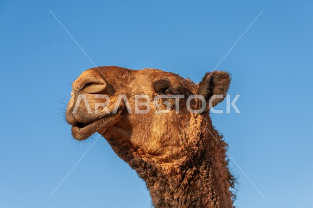 المحميات الطبيعية لرعي الجمال، الاهتمام بتربية الابل في دول الخليج العربي، ارتباط حيوان الجمل بالعراقة والأصالة، رعاية المواشي والثدييات في المملكة العربية السعودية، صورة مقربة لوجه ناقة أصيلة