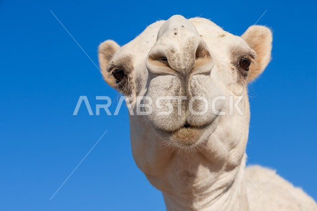 Staying safe and avoiding the spread of COVID-19, feeling accepted and satisfied, taking precautions against the Corona virus, close-up of an Emirati Gulf Arab woman wearing a mask raising her thumb up with the quality sign, colorful background